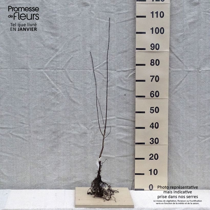 Spécimen de Cerisier à fleurs - Prunier myrobolan - Prunus cerasifera Racines nues tel que livré en hiver