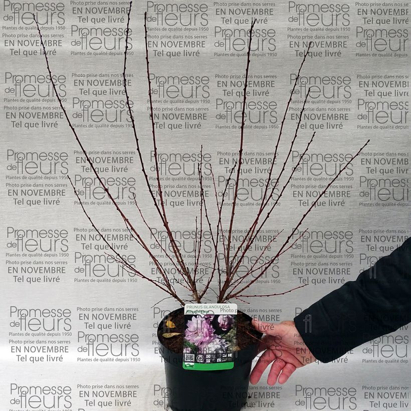 Spécimen de Cerisier à fleurs - Prunus glandulosa Rosea Plena tel que livré en printemps