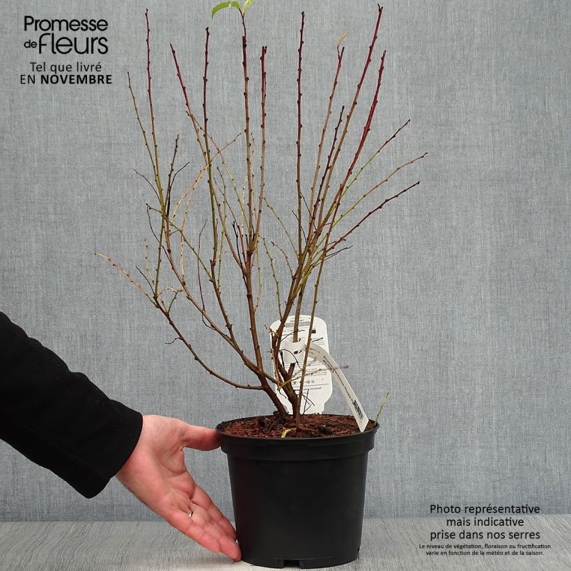 Spécimen de Cerisier à fleurs - Prunus glandulosa Rosea Plena Pot de 3L/4L tel que livré en automne