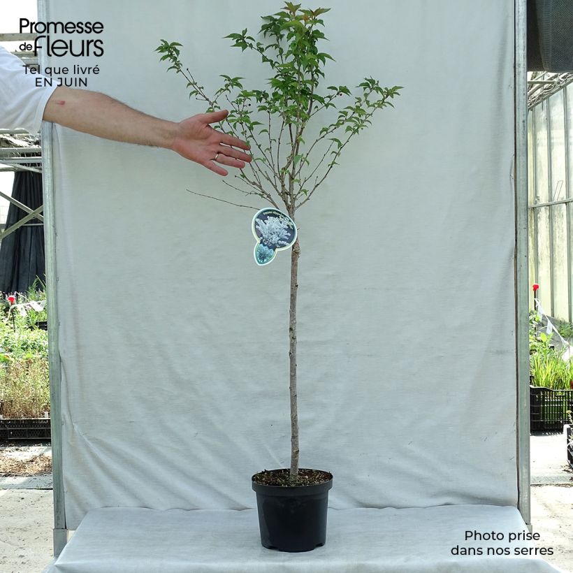 Spécimen de Cerisier à fleurs - Prunus nipponica Brillant Pot de 2L/3L tel que livré en été