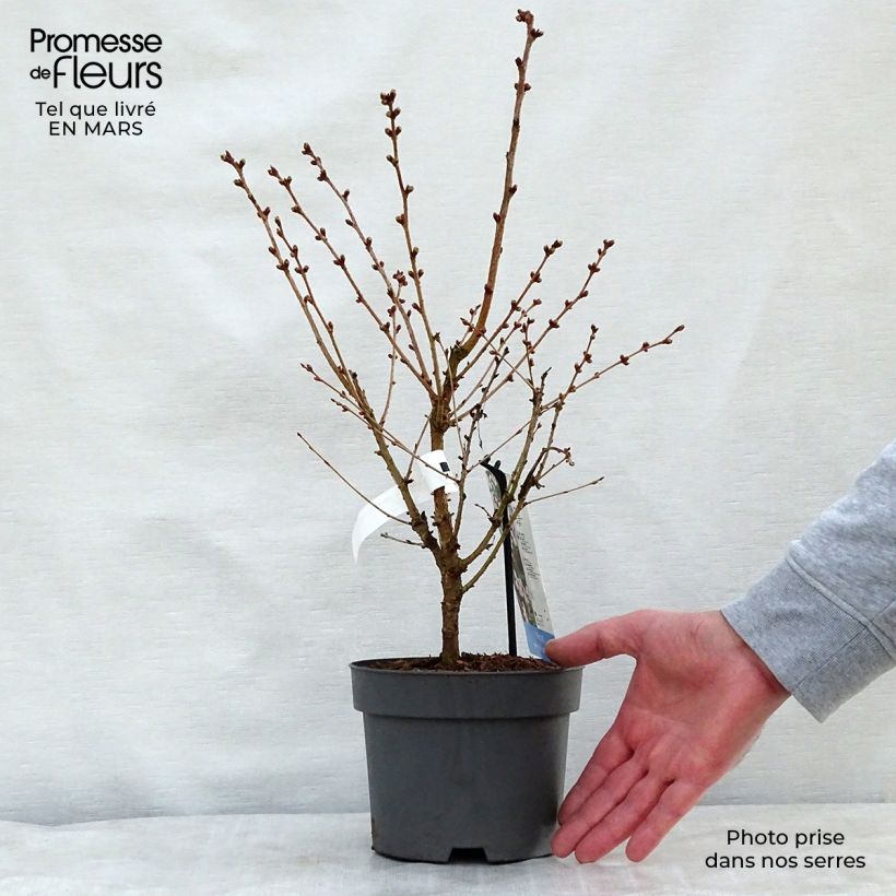 Spécimen de Cerisier à fleurs - Prunus nipponica Brillant en pot de 2/3L tel que livré au printemps