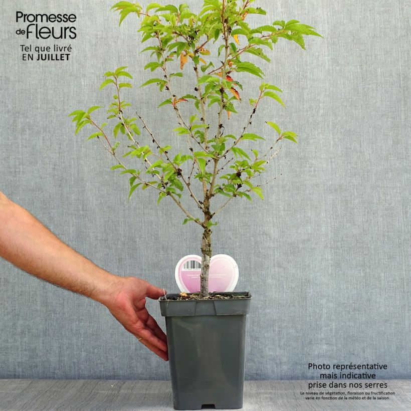 Spécimen de Cerisier à fleurs - Prunus nipponica Brillant Pot de 4L/5L, Tige tel que livré en été