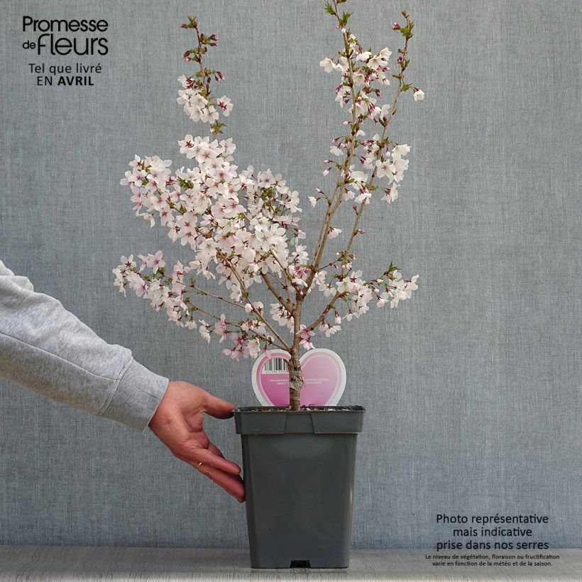 Spécimen de Cerisier à fleurs - Prunus nipponica Brillant en pot de 4L/5L tel que livré au printemps