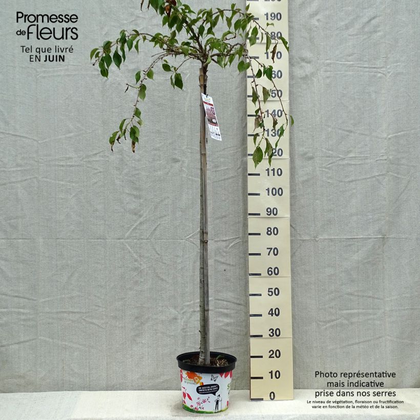 Spécimen de Cerisier à fleurs - Prunus serrulata Kiku Shidare Zakura en pot de 7.5L/10L  tel que livré au printemps