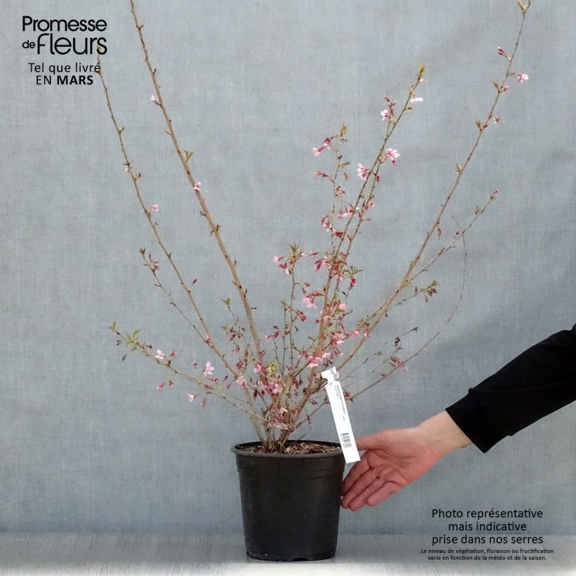 Spécimen de Cerisier à fleurs - Prunus subhirtella Fukubana en pot de 4L/5L tel que livré au printemps