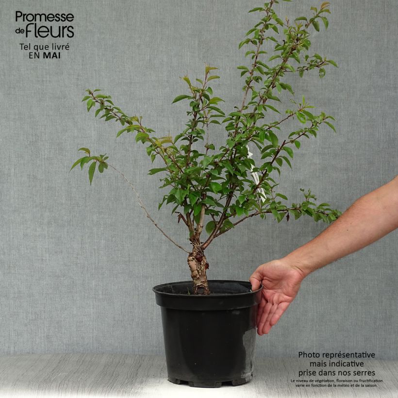 Spécimen de Cerisier à fleurs - Prunus subhirtella Fukubana en pot de 7,5L/10L tel que livré au printemps