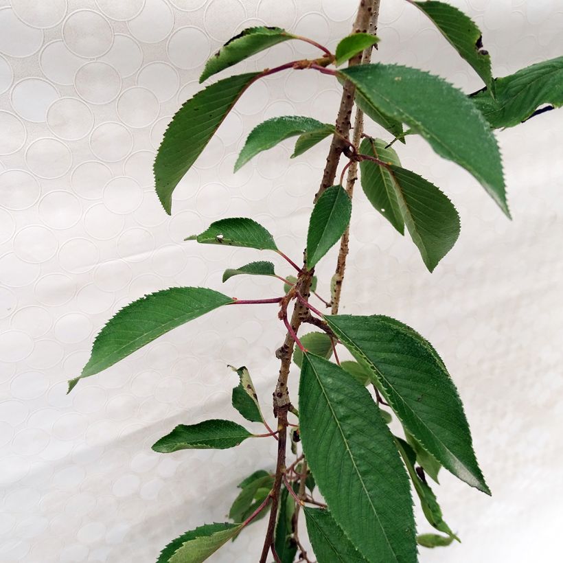 Cerisier à fleurs - Prunus subhirtella Pendula Rubra (Feuillage)