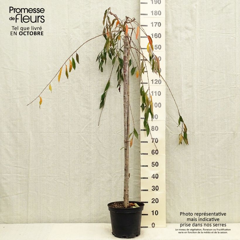 Spécimen de Cerisier à fleurs - Prunus subhirtella Pendula Rubra Pot de 7,5L/10L, Tige de 130 cm tel que livré en automne