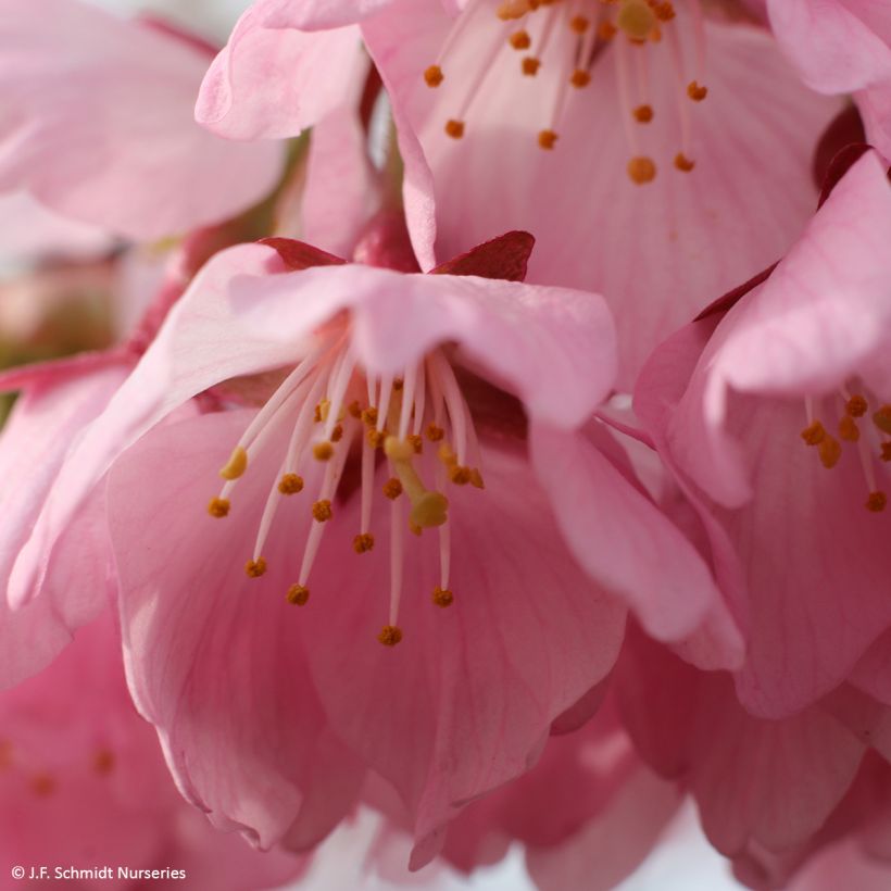 Cerisier à fleurs - Prunus Pink Cascade (Floraison)