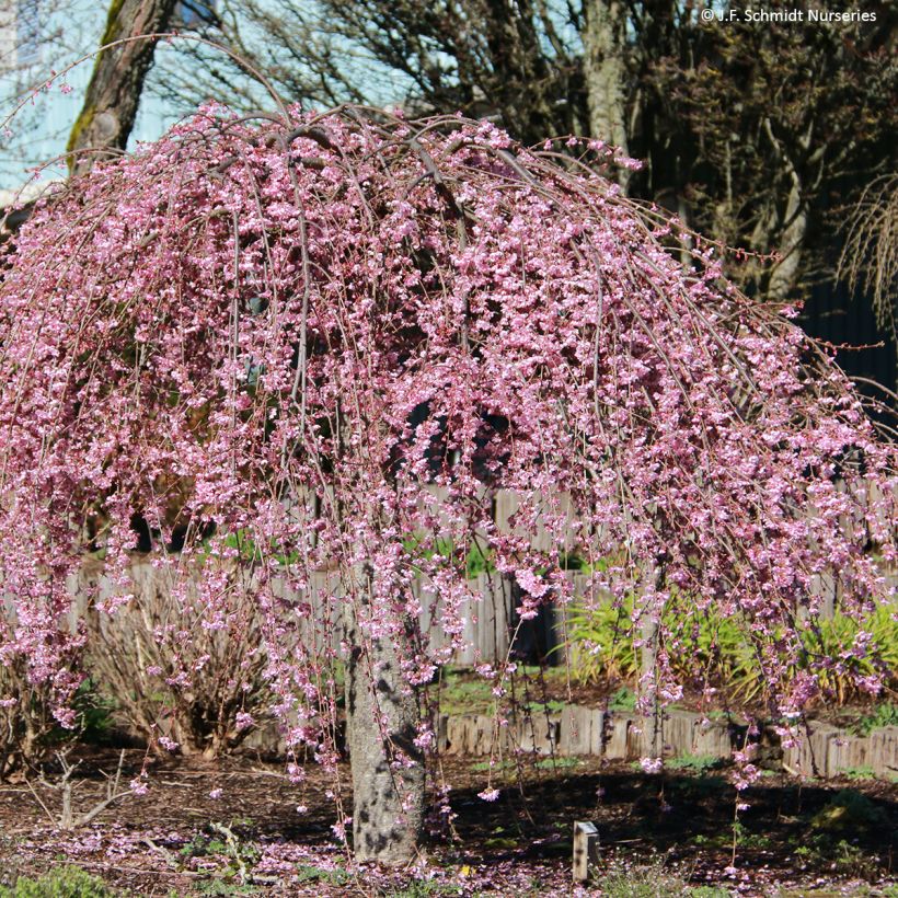 Cerisier à fleurs - Prunus Pink Cascade (Port)