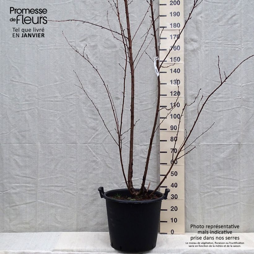 Spécimen de Cerisier à fleurs - Prunus yedoensis en pot de 50L  tel que livré en hiver