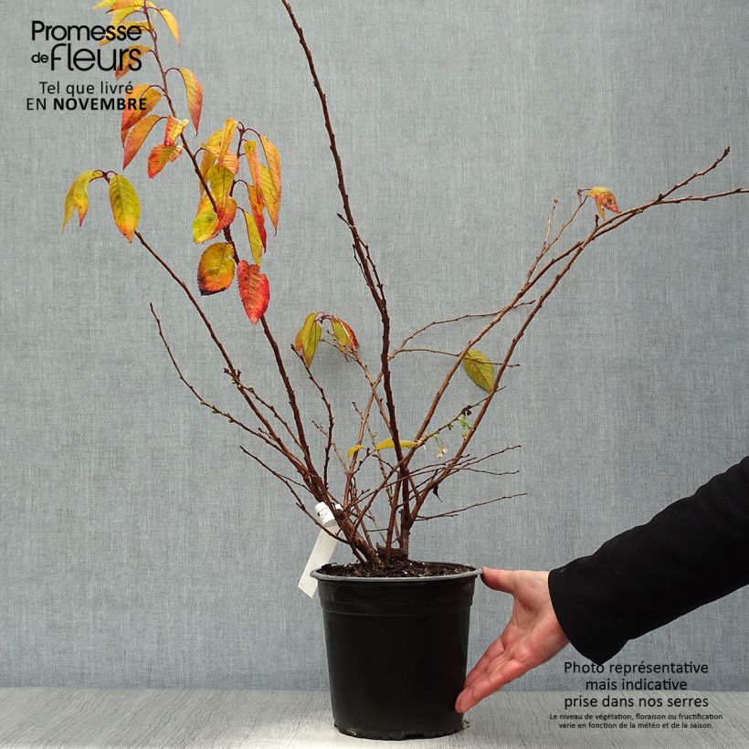 Spécimen de Cerisier à fleurs d'automne - Prunus subhirtella Autumnalis Rosea  Pot de 4L/5L tel que livré en automne