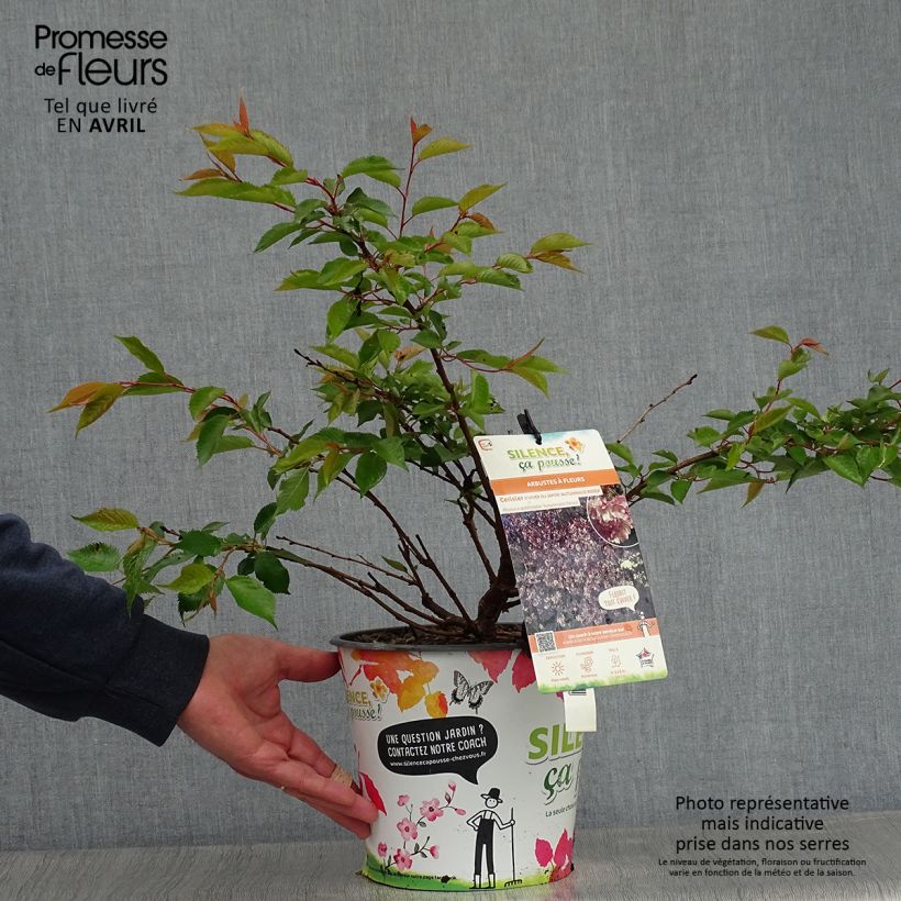 Spécimen de Cerisier à fleurs d'automne - Prunus subhirtella Autumnalis Rosea  Pot de 4L/5LHauteur livrée env. 60/80cm tel que livré au printemps