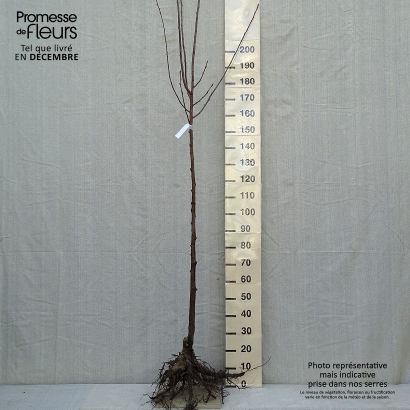 Spécimen de Cerisier à fleurs de Sargent - Prunus sargentii  tel que livré en hiver