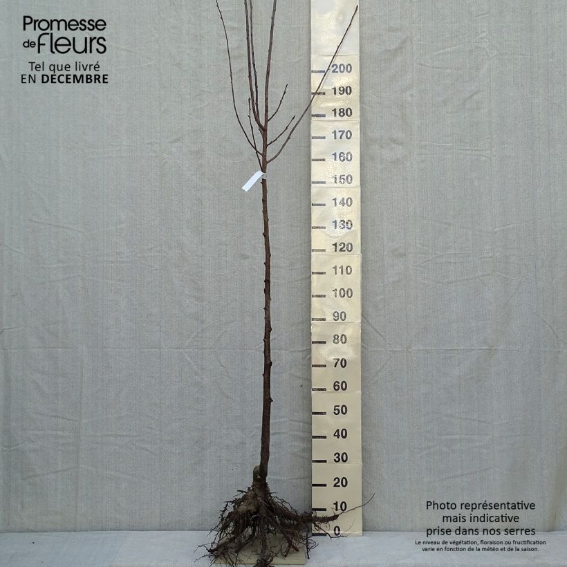 Spécimen de Cerisier à fleurs de Sargent - Prunus sargentii  Racines nues tel que livré en hiver