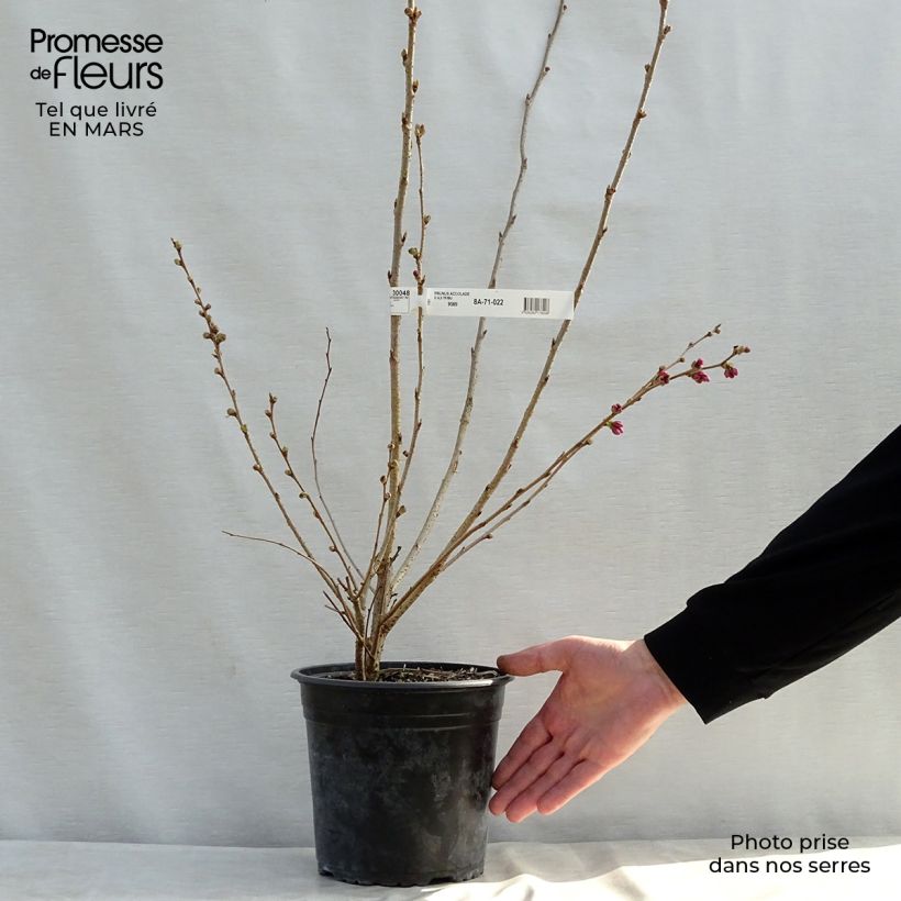 Spécimen de Cerisier du Japon - Prunus Accolade Pot de 4L/5LHauteur livrée env. 80/185cm tel que livré au printemps