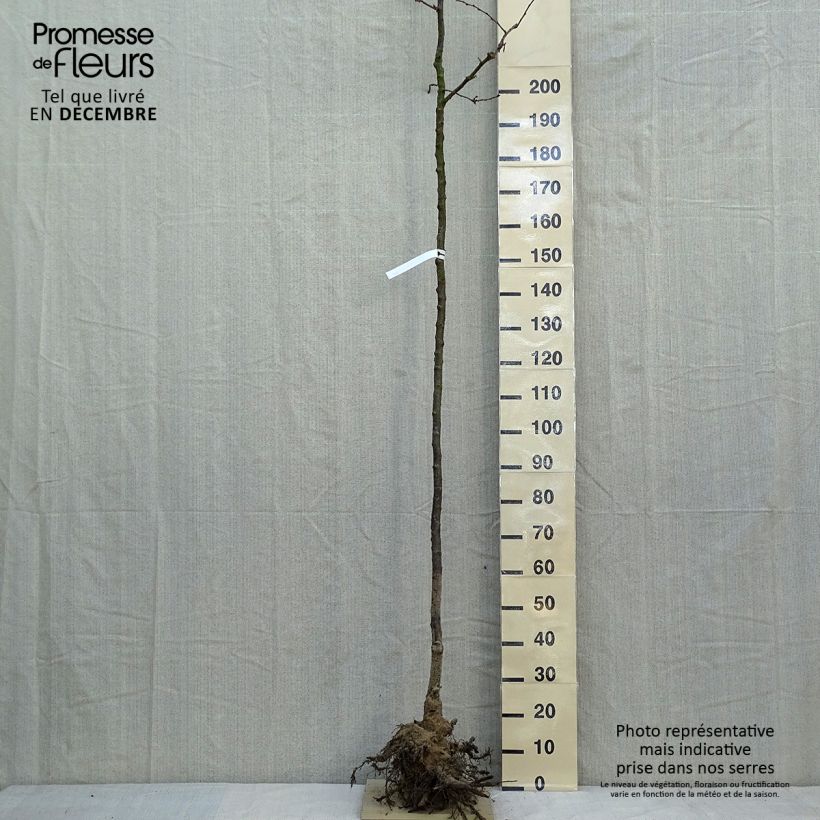 Spécimen de Cerisier du Japon - Prunus Accolade Grandes Racines nues, Tige 6/8Hauteur livrée env. 300+cm tel que livré en hiver