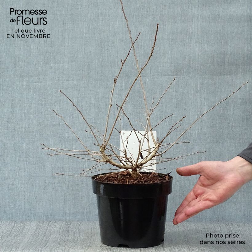Spécimen de Cerisier à fleurs du Japon nain - Prunus incisa Mikinori Pot de 3L/4L tel que livré en automne