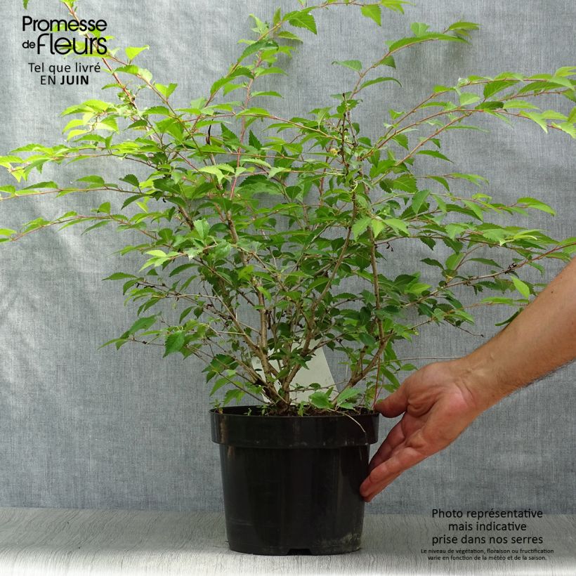 Spécimen de Cerisier à fleurs du Japon nain - Prunus incisa Mikinori Pot de 3L/4L tel que livré en été