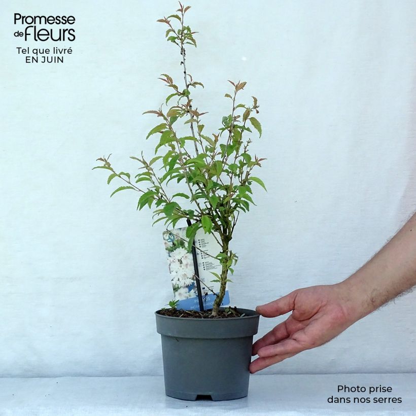 Spécimen de Cerisier à fleurs du Japon nain - Prunus incisa Oshidori Pot de 2L/3L tel que livré en été