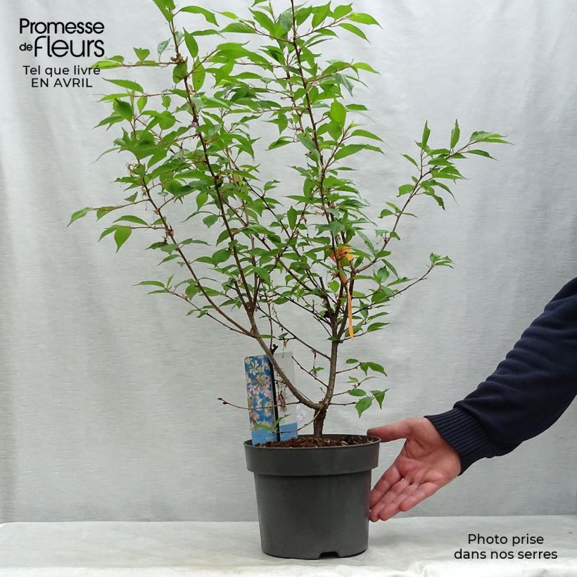 Spécimen de Cerisier à fleurs du Japon nain - Prunus incisa Paean - Godet de 8/9 cm tel que livré au printemps