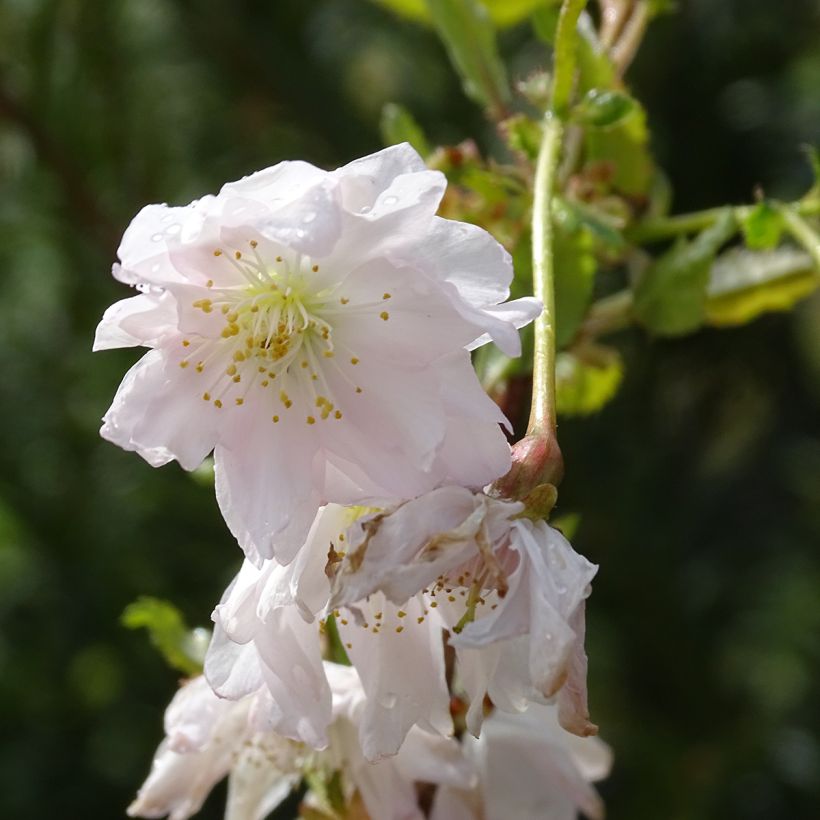 Cerisier à fleurs du Japon nain - Prunus incisa Oshidori (Floraison)