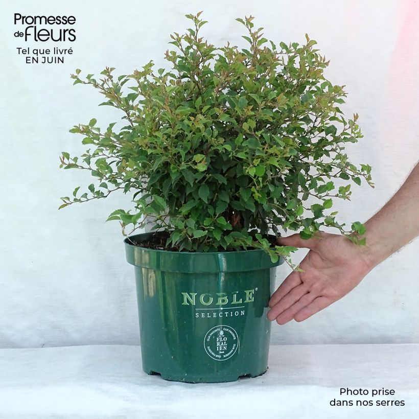 Spécimen de Cerisier à fleurs nain du Japon - Prunus incisa Kojo no mai Pot de 7,5L/10L tel que livré en été