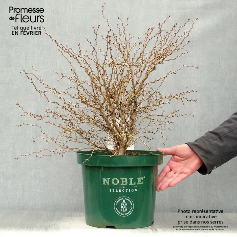 Spécimen de Cerisier à fleurs nain du Japon - Prunus incisa Kojo no mai tel que livré en hiver