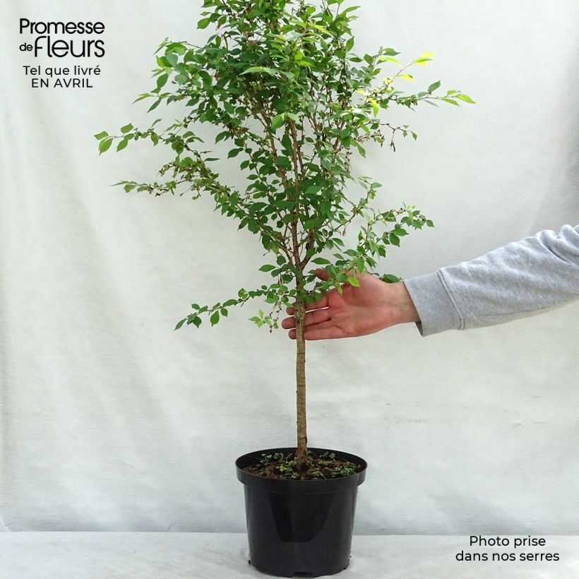 Spécimen de Cerisier à fleurs nain du Japon - Prunus incisa Kojo no mai Pot de 4L/5L, TigeHauteur livrée env. 70+cm tel que livré au printemps