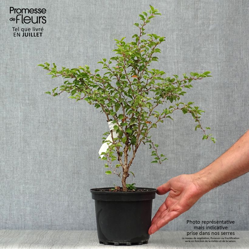 Spécimen de Cerisier à fleurs nain du Japon - Prunus incisa Kojo no mai Pot de 2L/3L tel que livré en été