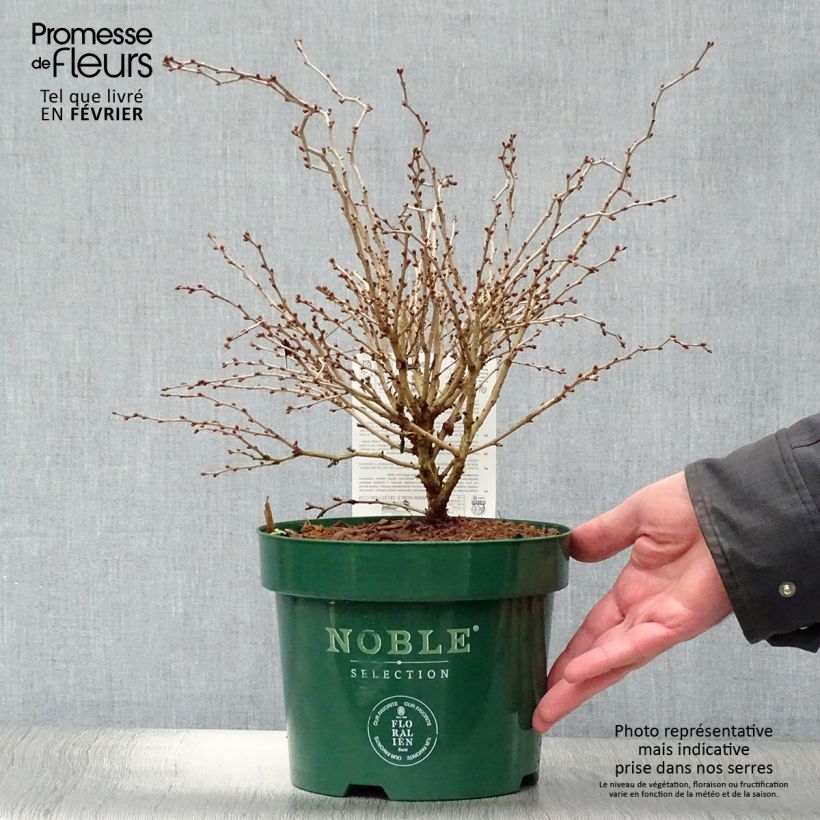 Spécimen de Cerisier à fleurs nain du Japon - Prunus incisa Kojo no mai tel que livré en hiver
