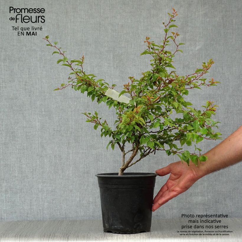 Spécimen de Cerisier à fleurs nain du Japon - Prunus incisa Kojo no mai C3L tel que livré au printemps
