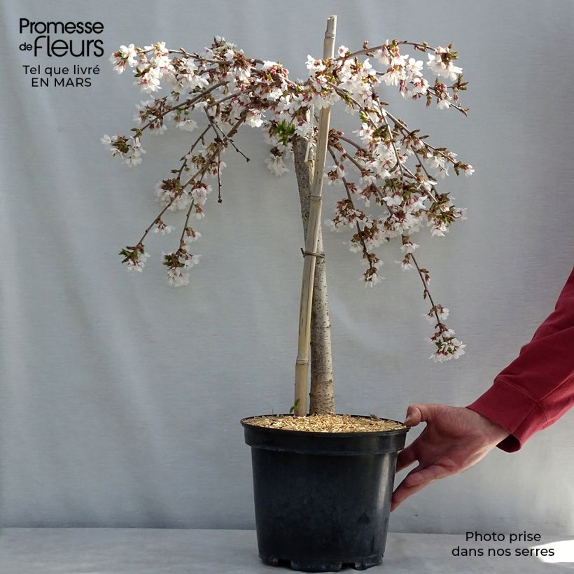 Spécimen de Cerisier à fleurs - Prunus Snow Fountains tel que livré au printemps