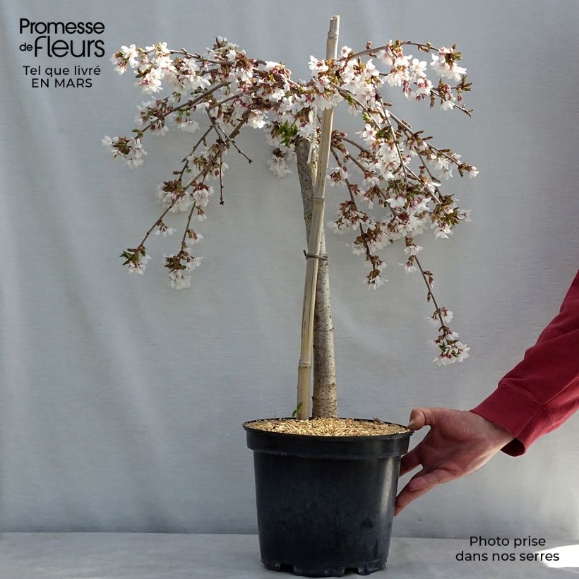 Spécimen de Cerisier à fleurs - Prunus Snow Fountains en pot de 7L Tige 40 cm tel que livré au printemps