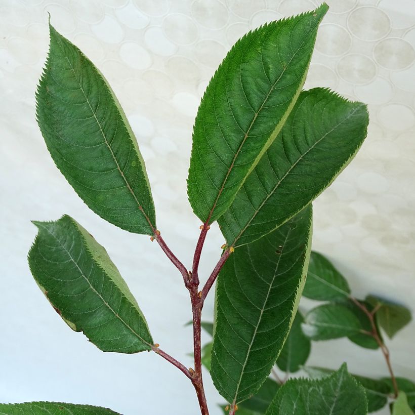 Cerisier du Japon - Prunus Accolade (Feuillage)