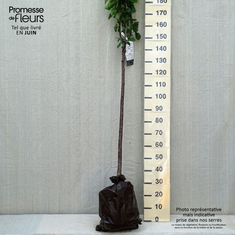 Spécimen de Cerisier bigarreau Bigalise - Georges Delbard Demi-tige 130 cm en motte pret-a-planter tel que livré au printemps