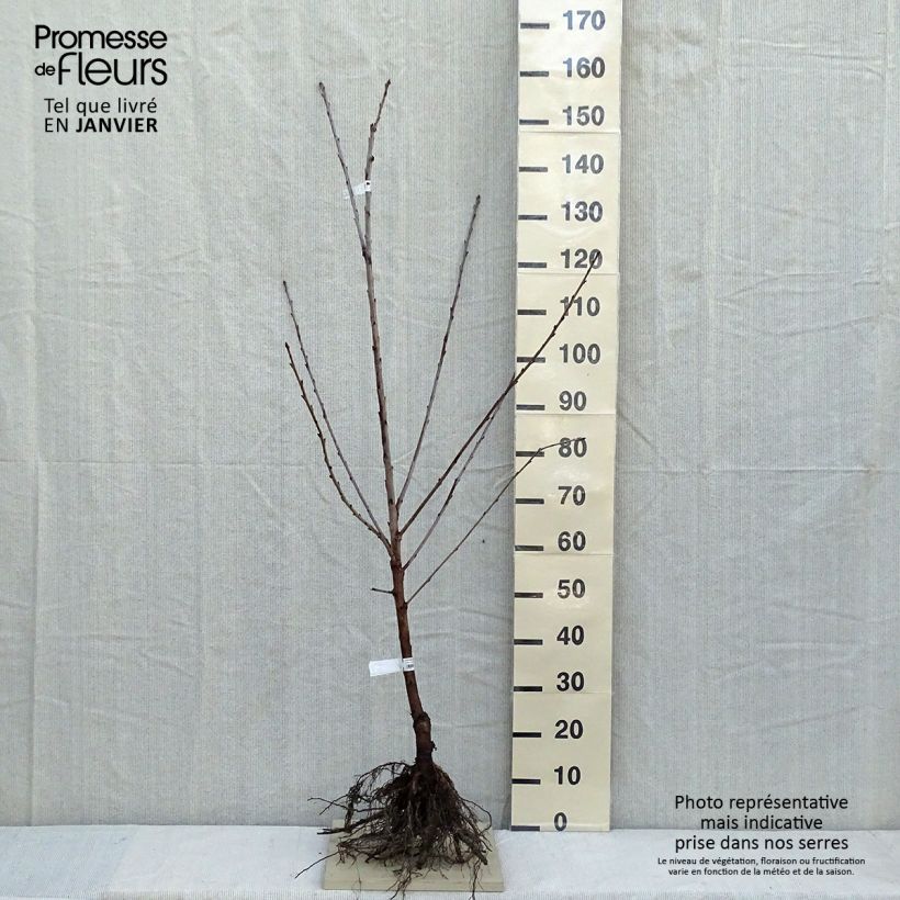 Spécimen de Cerisier bigarreau Bigalise - Georges Delbard tel que livré en hiver