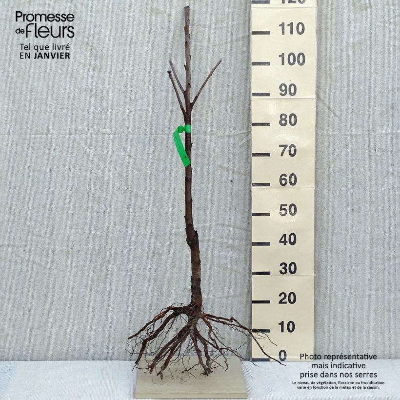 Spécimen de Cerisier Bigarreau Burlat tel que livré en hiver