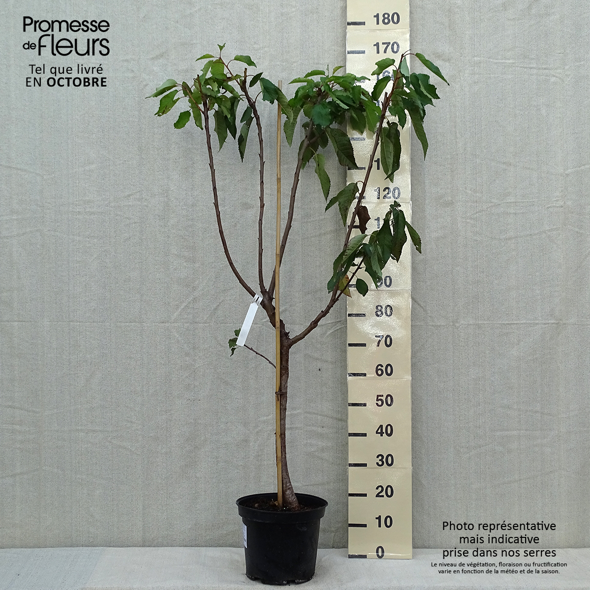 Cerisier Dolce Bigarreau Burlat C1 - Pot 24/26cm, Hauteur 180-200cm, Âge 4 Ans