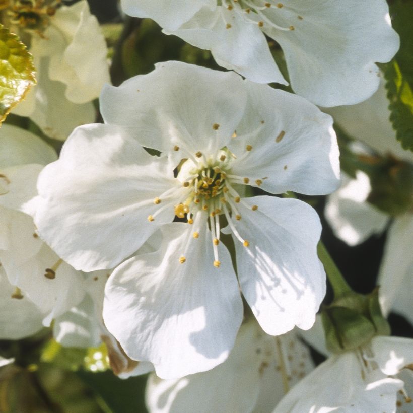 Cerisier Bigarreau Marmotte (Floraison)