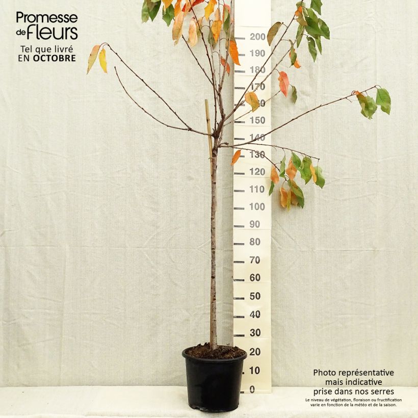 Spécimen de Cerisier Bigarreau Coeur de Pigeon Pot de 7,5L/10L, Demi-Tige tel que livré en automne