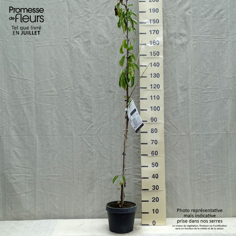 Spécimen de Cerisier colonnaire Shangai - Prunus cerasus Pot de 6L/7L, Colonnaire tel que livré en été