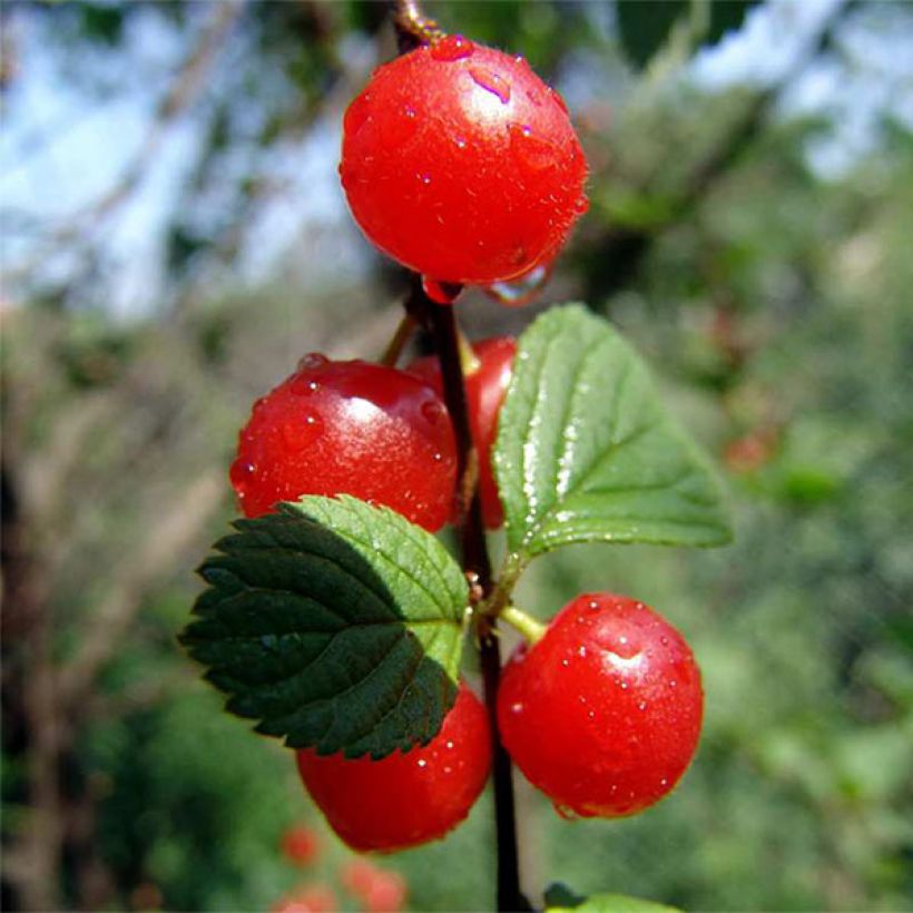 Cerisier colonnaire Sylvia - Cerisier nain (Récolte)