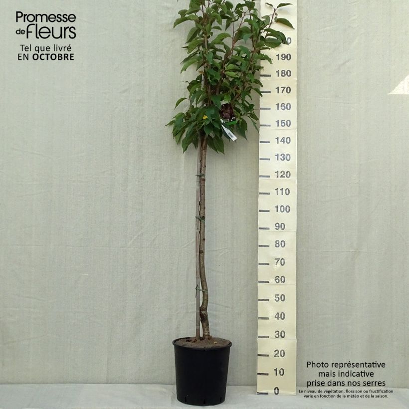 Spécimen de Cerisier à fleurs du Japon - Prunus serrulata Kanzan Pot de 7,5L/10L tel que livré en automne