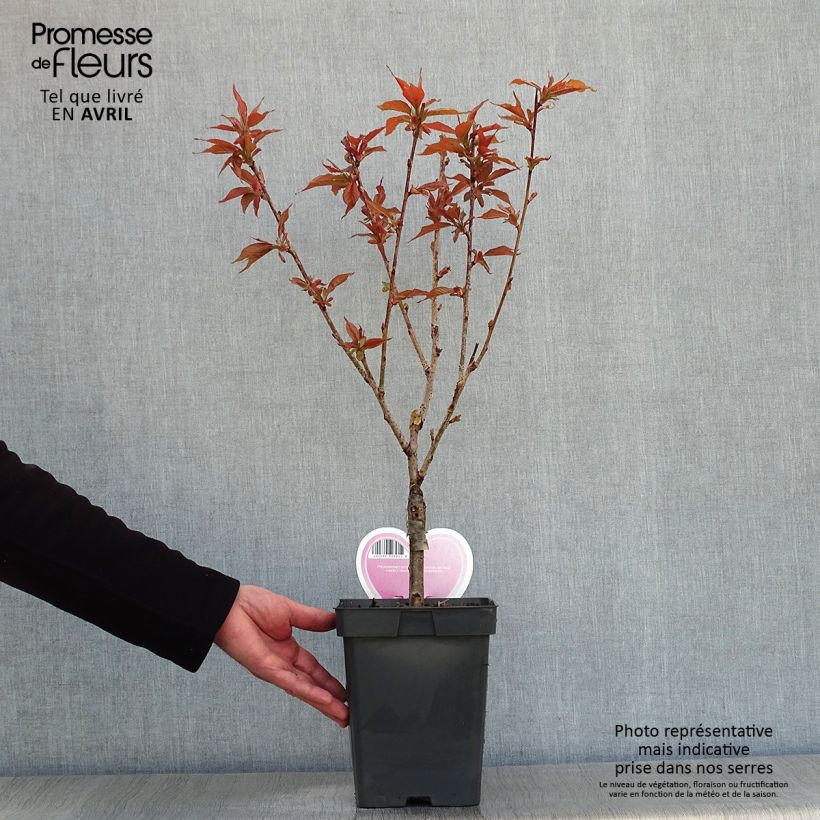 Spécimen de Cerisier à fleurs du Japon - Prunus serrulata Kanzan Pot de 4L/5L, TouffeHauteur livrée env. 70/90cm tel que livré au printemps