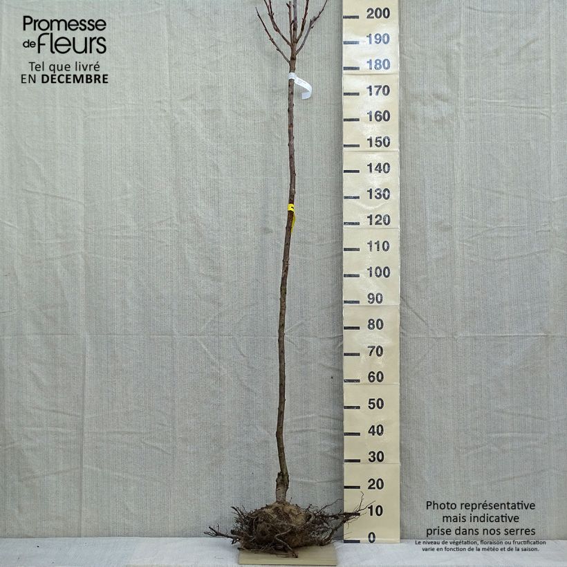 Spécimen de Cerisier à fleurs du Japon - Prunus serrulata Kanzan Grandes Racines nues, Tige 6/8Hauteur livrée env. 300+cm tel que livré en hiver