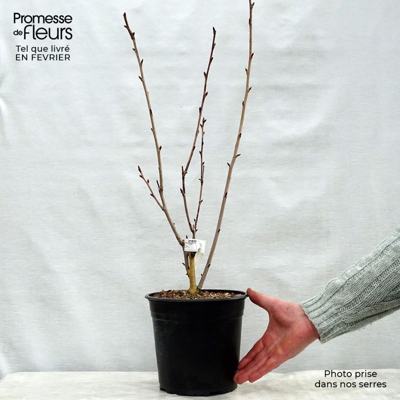 Spécimen de Cerisier du Japon - Prunus serrulata Royal Burgundy tel que livré en hiver