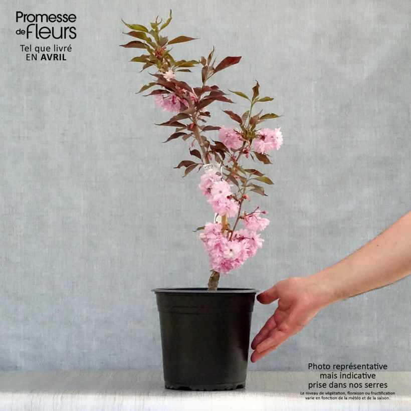 Spécimen de Cerisier du Japon - Prunus serrulata Royal Burgundy tel que livré au printemps