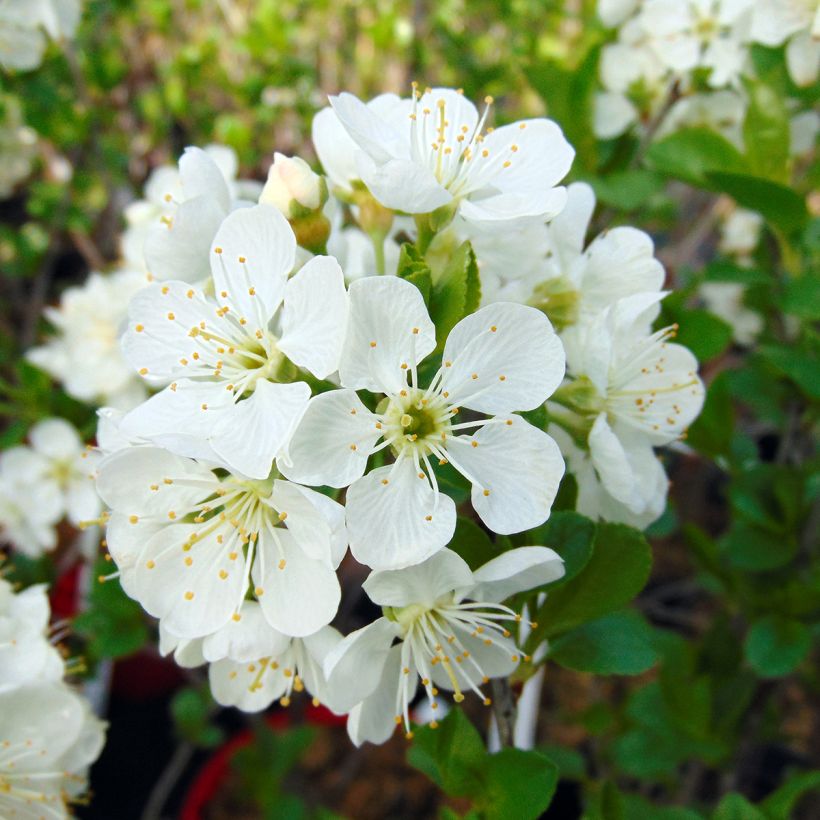 Cerisier nain Cherry Boop (Floraison)