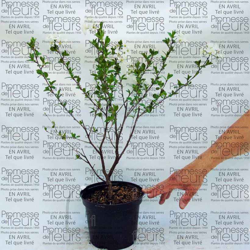 Exemple de spécimen de Cerisier nain Cherry Boop Pot de 2L/3L tel que livré